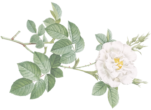Flower-1