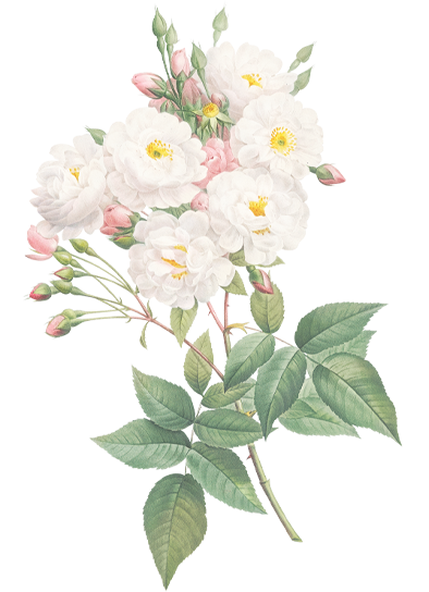 Flower-4